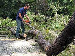 How Our Tree Care Process Works  in  Yorkville, WI