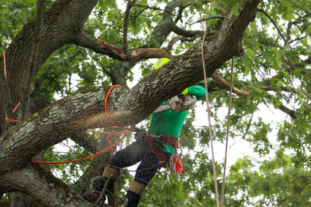 Best Seasonal Cleanup (Spring/Fall)  in Yorkville, WI